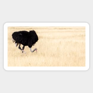 Ostrich. Sticker